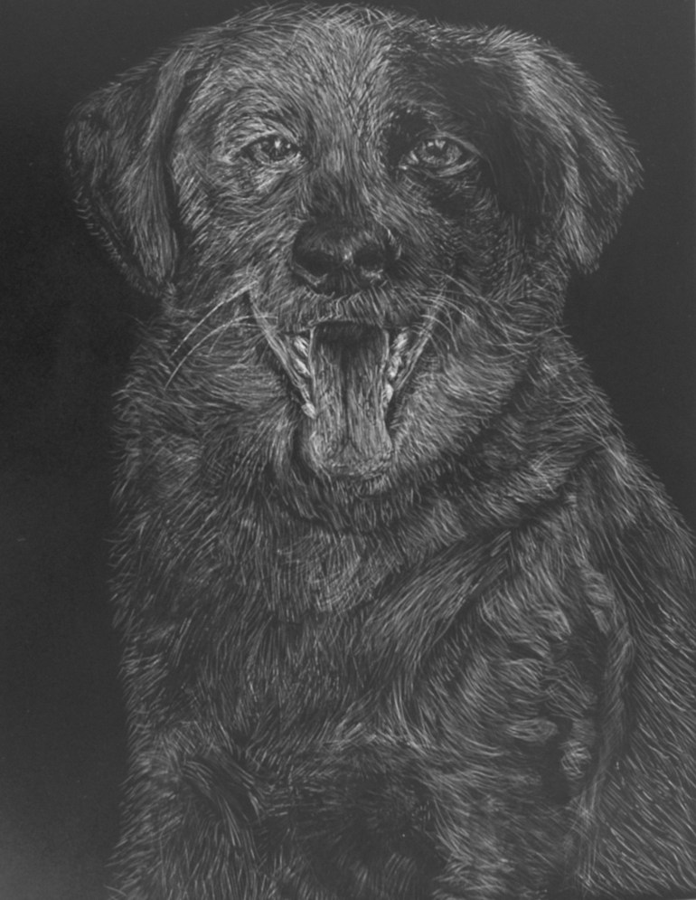 Dog Head, scratchboard, 10"H x 8"W