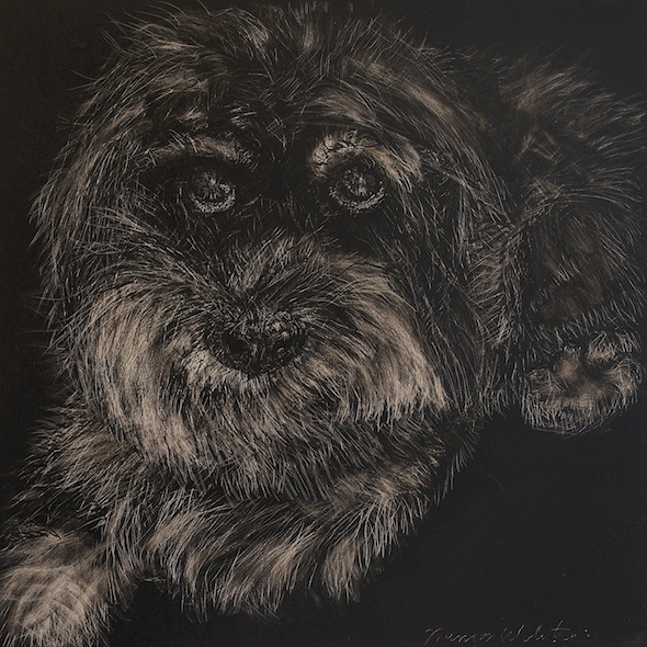 Jet, scratchboard, 6" x 6"
