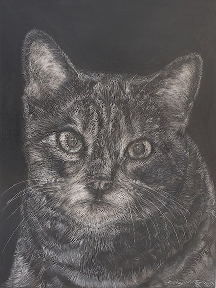 Kitten Head, scratchboard, 12"H x 9"W