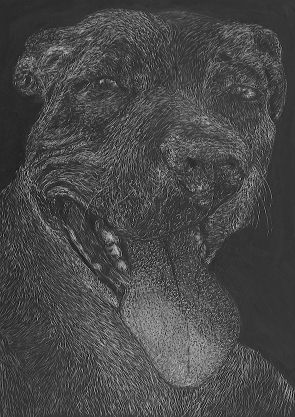 Bosco, scratchboard, 7"H x 5"W