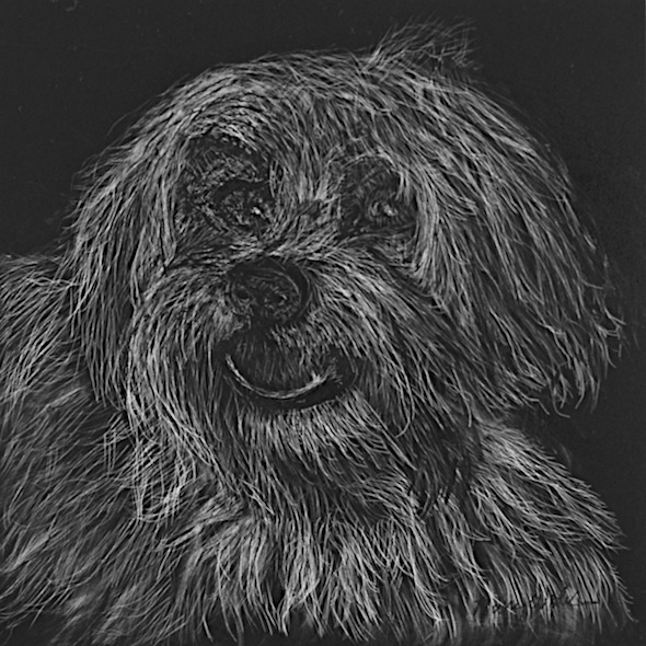 Butterscotch, scratchboard, 6" x 6"