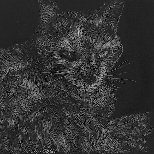 Meohwee, scratchboard, 6" x 6"