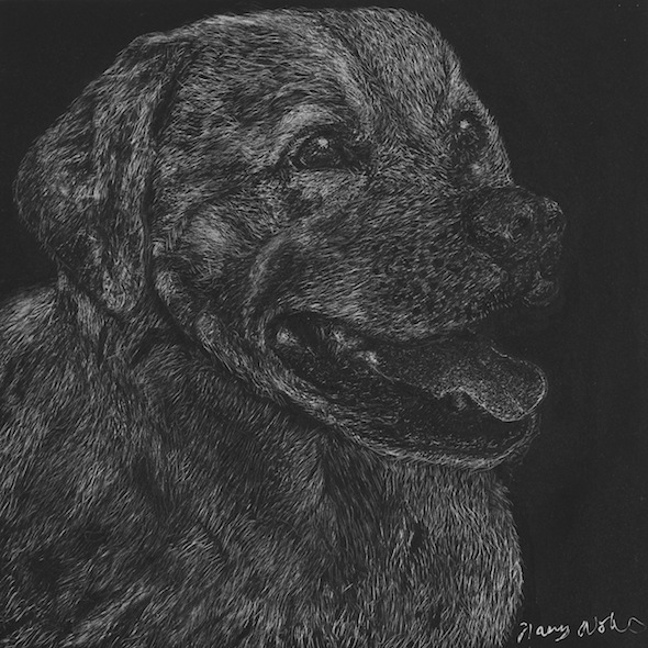 Toby, scratchboard, 6" x 6"