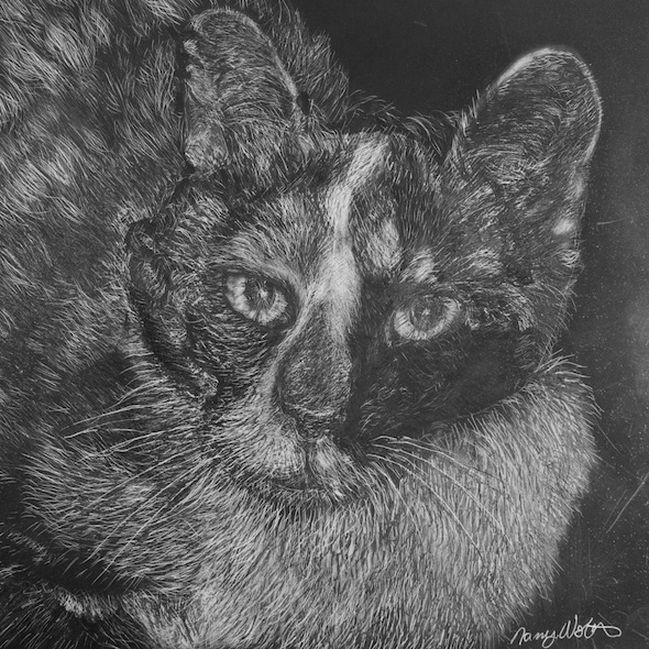 Gidget, scratchboard, 6" x 6"