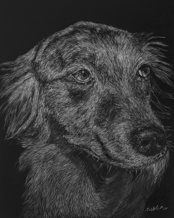 Nikki, scratchboard, 10" x 8" (sold)