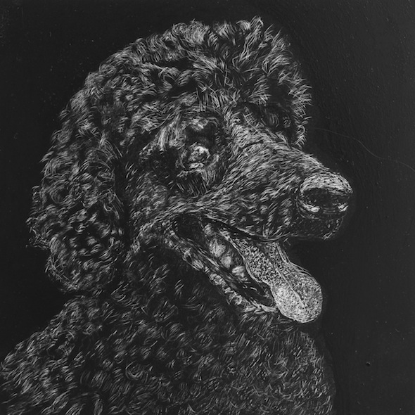 Darwin, scratchboard, 6" x 6"