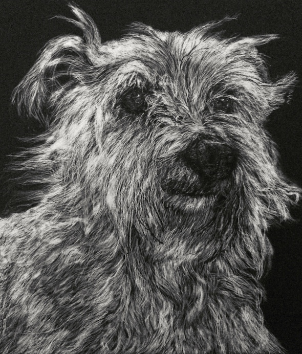 Abner, scratchboard, 6" x 6", 2014