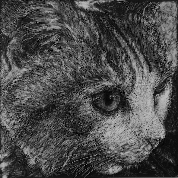 Flora, scratchboard, 6" x 6", 2014