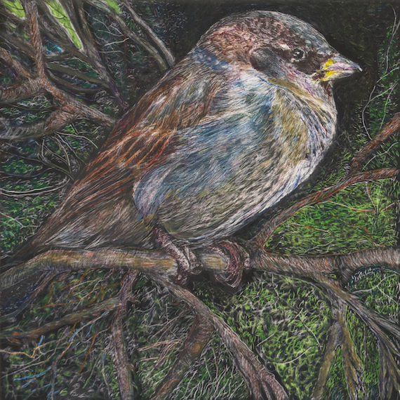 Candy Marie, scratchboard and ink, 8" x 8", 2015