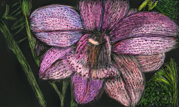 Oh My,  scratchboard and ink, 3" x 5", 2016