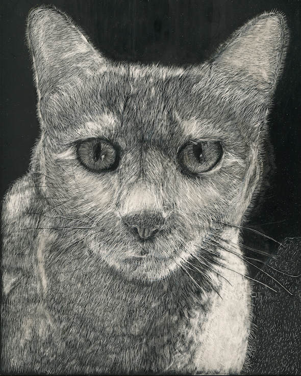 Natty, scratchboard, 10 x 8 in., 2016